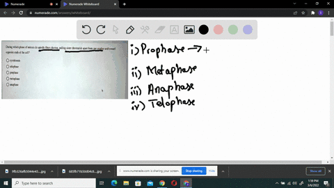 during-which-phase-of-mitosis-do-spindle-fibers-shorten-pulling-sister-chromatids-apart-from-one-another-and-toward-opposile-ends-of-the-cell-cytokinesis-ielophase-prophase-mctaphasc-anaphas-00323