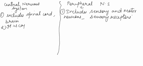 compare-and-contrast-the-central-nervous-system-and-peripheral-nervous-system-43149