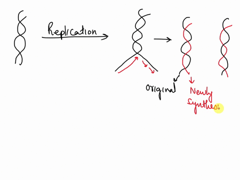describe-why-dna-replication-is-said-to-be-a-semiconservative-process-explain-how-random-mutations-s