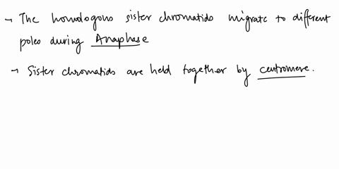 imurrect-question-8-0-2-pts-the-homologues-sister-chromosomes-migate-to-different-poles-during-metaphase-telophase-anaphase-prophase-10214