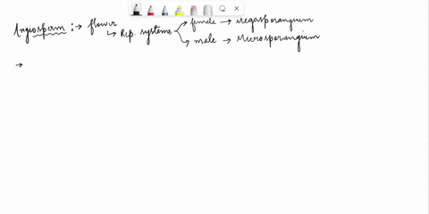 why-development-of-female-gametophyte-in-angiosperms-is-called-monosporic-development-19638
