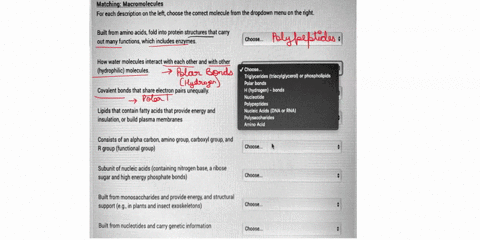 matching-macromolecules-for-each-description-on-the-left-choose-the-correct-molecule-from-the-dropdown-menu-on-the-right-built-from-amino-acids-fold-into-protein-structures-that-carry-out-ma-56805