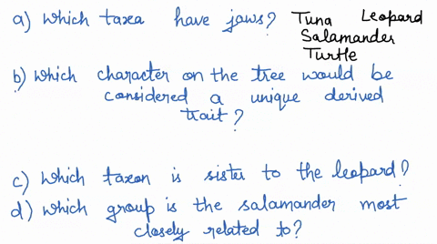use-the-tree-below-answer-the-questions-taxa-hl-lancelet-1-outgroup-lamprey-tuna-salamander-turtle-leopard-hair-hair-amniotic-amniotic-egg-shelled-egg-1-four-walk-ing-legs-four-walking-legs-40666