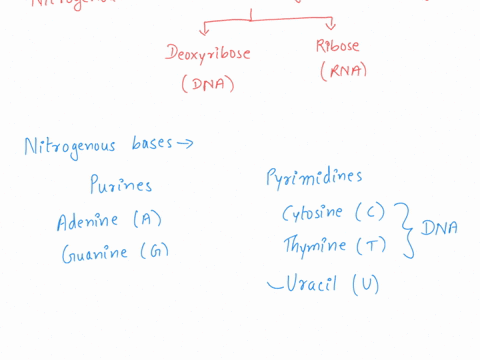 bacteriophages-are-viruses-that-infect-bacteria-depending-on-the-bacteriophage-their-genome-can-be-made-of-either-single-or-double-stranded-dna-or-rnathe-composition-of-genetic-material-foun-99776