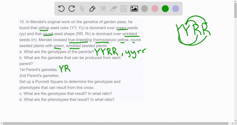 10-in-mendels-original-work-on-the-genetics-of-garden-peas-he-found-that-yellow-seed-color-yy-yy-is-dominant-over-green-seeds-yy-and-that-round-seed-shape-rr-rr-is-dominant-over-wrinkled-see-42483