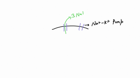the-sodium-potassium-pump-moves-sodium-ions-and-potassium-ions-simultaneously-a-23-b-32-c-33-d-22