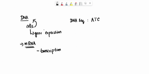 for-the-following-dna-template-strand-what-would-be-the-corresponding-mrna-sequence-dna-sequence-atccgtag-13492