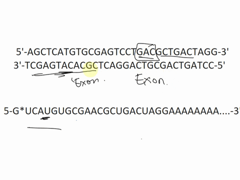 shown-below-is-the-dna-sequence-of-a-gene-from-a-virus-that-encodes-a-short-viral-peptide-also-shown-is-the-sequence-of-the-mrna-synthesized-from-this-gene-genomic-dna-sequence-5-agctcatgtgc-25627
