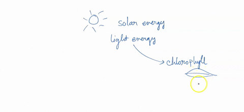 plants-make___-by-using-the-sun-energy-to-combine-carbon-oxygen-and-hydrogen-atoms-from-carbon-dioxide-and-water-59491