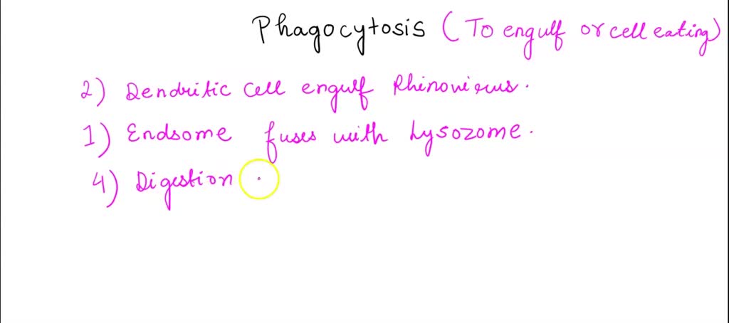 SOLVED: Place the following steps of phagocytosis in the order that ...