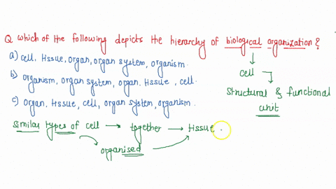 which-of-the-following-depicts-the-hierarchy-of-biological-organization-organism-organ-system-organ-tissue-cell-organ-tissue-cell-organ-system-organisms-cell-tissue-organ-organ-system-organi-90835