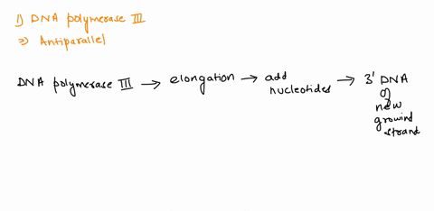 questlon-4-1-point-what-is-the-function-of-dna-polymerase-iii-to-unwind-the-dna-helix-during-replication-to-seal-together-the-broken-ends-of-dna-strands-to-add-nucleotides-to-the-end-of-a-gr-98237