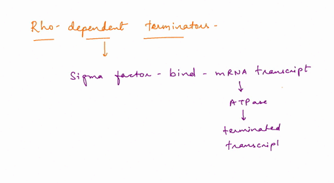 which-of-the-following-statements-regarding-rho-dependent-terminators-is-true-multiple-choice-rho-binds-to-the-growing-mrna-transcript-rho-has-helicase-activity-they-form-stem-loop-structure-14884