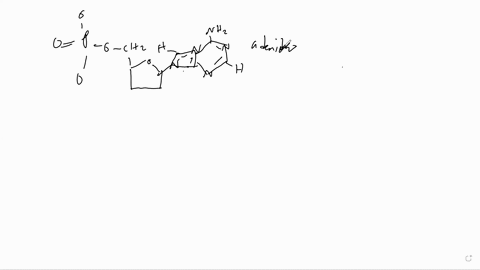 dna-has-directionality_-create-strand-of-dna-that-contains-4-pyrimidines-and-3-purines-name-each-running-5-3-draw-the-sugars-and-phosphates-in-the-backbone-in-the-correct-orientation-draw-th-46053