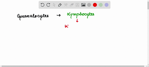 18-granulocytes-include-all-of-the-following-except-spts-basophils-neutrophils-lymphocytes-eosinophils-70519