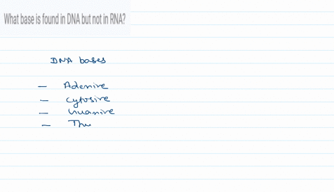 what-base-is-found-in-dna-but-not-in-rna-20554