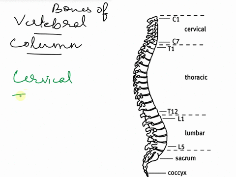 identify-the-bones-and-bone-markings-in-the-accompanying-photo-of-a-vertebral-column-68225
