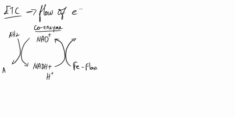 a-draw-out-the-electron-transport-chain-in-the-order-the-electrons-flow-b-which-are-mobile-carriers-c-which-proteins-pump-protons-into-the-intermembrane-space-describe-how-the-proton-motive-17934