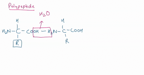 the-reactions-that-form-organic-polymers-such-as-dna-and-proteins-are-hydrolysis-reactions-dehydration-synthesis-reactions-decondensation-reactions-hydrogen-bonds-he-secondary-structure-of-a-45223