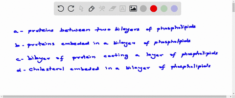 which-best-describes-the-structure-of-a-cell-membrane-a-proteins-between-two-bilayers-of-phospholi-2-11728