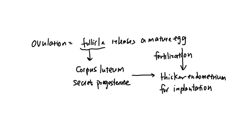 SOLVED: What is the mechanism of the regulation of progesterone ...