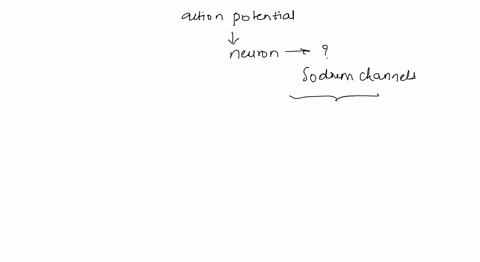 right-after-an-action-potential-a-neuron-is-unable-to-produce-another-action-potential-because-its-sodium-channels-are-temporarily-inactivated-this-is-referred-to-as-spatial-summation-the-ab-73552
