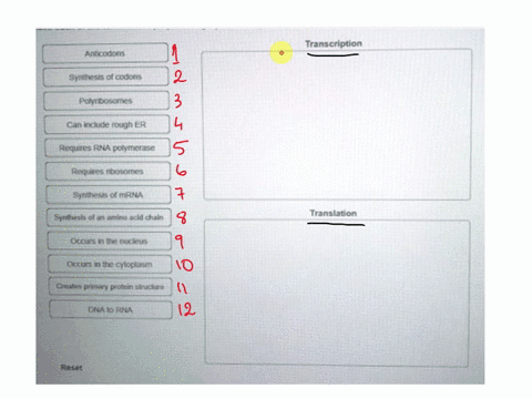 tmheducationcomflowconnecthtml-ment-saved-place-each-of-the-terms-in-the-proper-category-to-identify-whether-they-are-associated-with-transcription-or-translation-transcription-anticodons-sy-63872