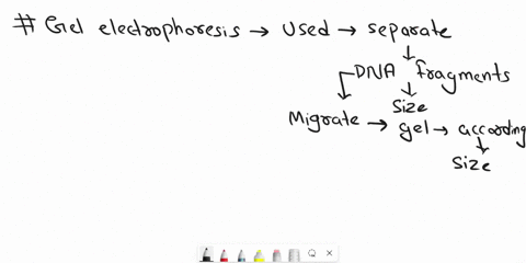 once-you-have-conducted-a-pcr-in-general-what-does-it-meanifif-you-had-1-band-generated-from-the-gel-electrophoresisif-you-had-2-band-generated-from-the-gel-electrophoresis-05514