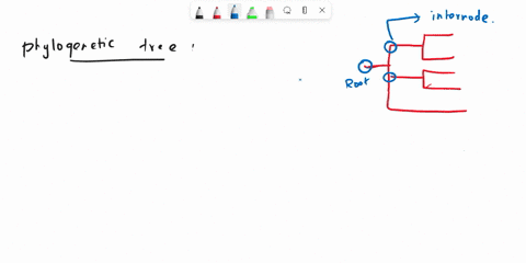 the-branch-tips-of-a-phylogenetic-tree-represent-where-one-species-diverged-into-two-or-more-species-true-or-false-40549