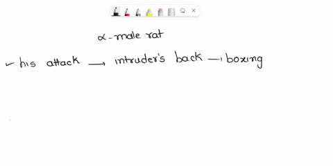 when-an-alpha-male-rat-attacks-a-submissive-male-intruder-he-a-directs-his-attack-at-the-intruders-f-55807