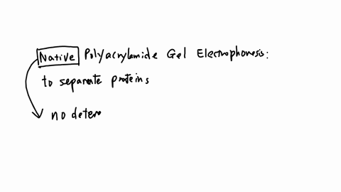 native-page-separates-proteins-based-on