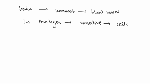 the-________-is-composed-of-circularly-arranged-layers-of-smooth-muscle-cells-tunica-interna-tunica-intima-tunica-media-tunica-externa-none-of-the-answers-is-correct-04108
