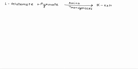 while-most-aminotransferases-transfer-the-nitrogen-atom-from-an-amino-acid-substrate-with-the-acceptor-a-ketogluterate-generating-glutamate-and-the-keto-acid-there-is-isozyme-of-these-aminot-20623