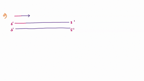 lmromosorriai-dna-the-figure-above-represents-the-end-of-the-dna-of-eukaryotic-chromosome-undergoing-replication-the-direction-of-replication-is-indicated-by-the-arrow-drautne-strands-result-62808