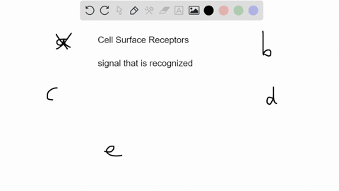 which-of-the-following-does-not-involve-a-receptor-on-the-cell-surface-a-action-of-leptin-in-hypothalamus-b-recognition-of-an-antibody-bound-pathogen-by-a-macrophage-c-muscle-contraction-in-72057