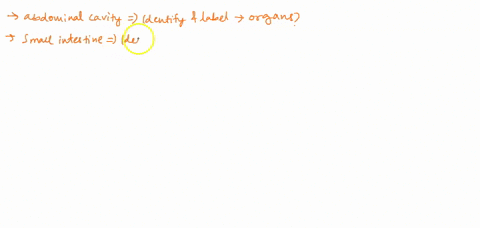 figure-33-outer-organs-of-the-abdominal-cavity-identify-and-label-the-different-organs-with-question-marks-figure-4-small-intestine-close-up-identify-and-label-the-different-regions-of-the-s-37564