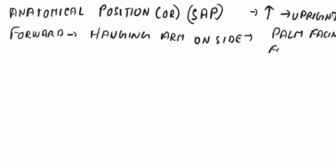describe-a-person-in-anatomical-position-53548