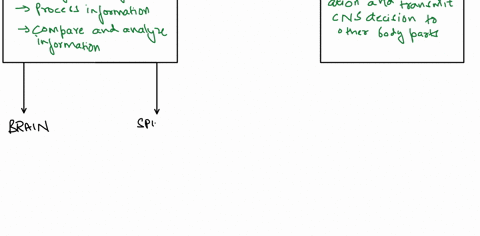 nervous-system-worksheet-fill-in-the-boxes-and-indicate-the-function-of-each-component-of-the-human-nervous-system-nervous-system-central-nervous-system-peripheral-nervous-system-brain-spina-75177