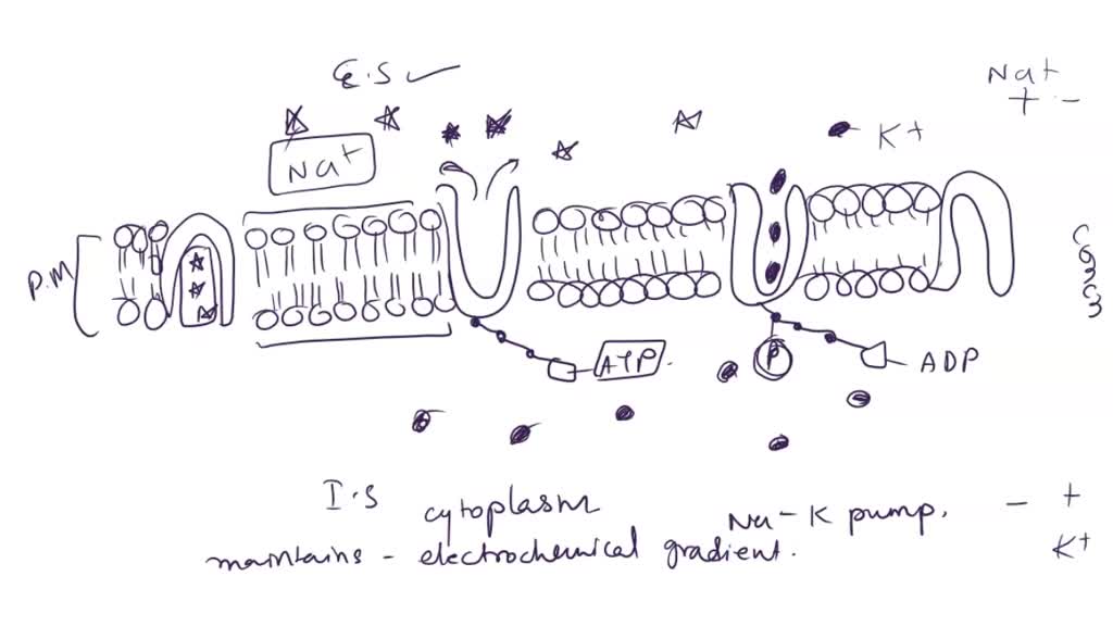 SOLVED Interpret Dr. Peterson's statement that active transport is
