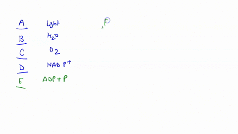 9-carefully-label-the-stages-inputs-and-outputs-of-photosynthesis-represented-in-the-figure-below-g_-h-k-45416