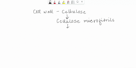 what-is-the-major-factor-that-influences-the-direction-of-expansion-of-plant-cells-and-ultimately-the-shape-of-the-cell-86505