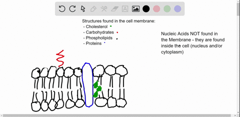which-of-the-following-can-be-found-in-the-cell-membrane-cholesterol-nucleic-acid-carbohydrates-phospholipids-proteins-19261