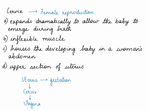 the-cervix-a-expands-dramatically-to-allow-the-baby-to-emerge-during-birth-b-is-an-inflexible-muscle-c-houses-the-developing-baby-in-a-womans-abdomen-d-is-the-upper-section-of-the-uterus-28367
