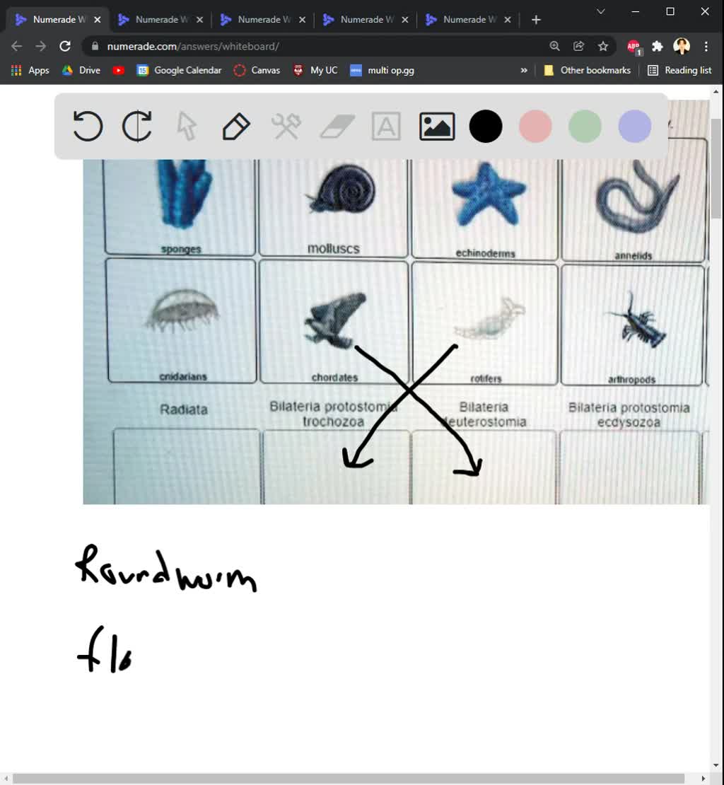 SOLVEDFill in the diagnostic table below. Also which is the outgroup