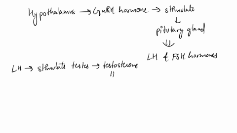 explain-how-hormones-control-the-activities-of-the-male-reproductive-organs-and-the-development-of-male-secondary-sex-characteristics-99493