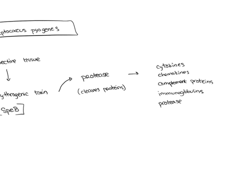 streptococcus-pyogenes-produces-many-virulence-factors-which-one-is-responsible-for-spreading-the-bacteria-through-connective-tissue-ahyaluronidase-b-streptolysin-s-c-erythrogenic-toxin-d-streptysin-o