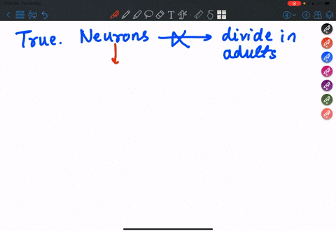 true-or-false-neurons-do-not-divide-in-adults-13936