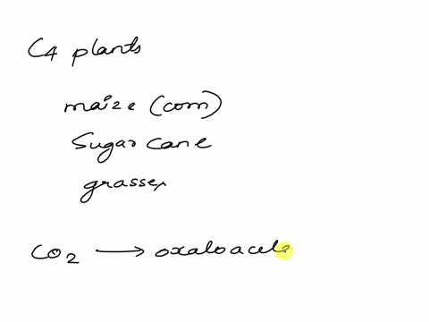 which-photosynthetic-pathway-pulls-binds-the-co2-to-an-intermediate-molecule-and-passes-it-into-the-bundle-sheath-cells-c4-c3-or-cam-plants-73614