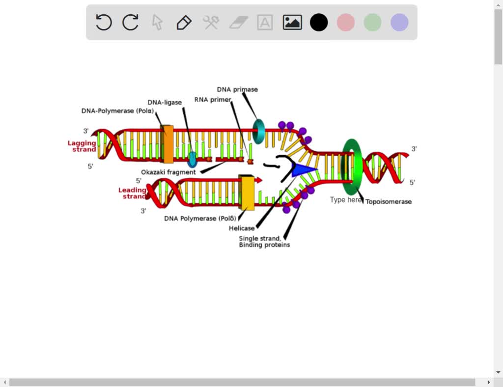 SOLVED Draw a molecule of DNA undergoing theta replication. On your