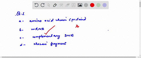 what-is-the-end-result-of-transcription-an-amino-acid-chain-protein-messenger-rna-mrna-complementary-dna-okazaki-fragments-put-the-following-molecules-in-order-of-the-correct-sequence-they-a-25042
